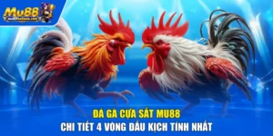 Đá Gà Cựa Sắt MU88 - Chi Tiết 4 Vòng Đấu Kịch Tính Nhất